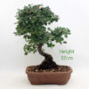 Cotoneaster Flowering Bonsai Tree Number 16P available to buy online from All Things Bonsai Sheffield Yorkshire with free UK delivery