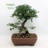 Cotoneaster Flowering Bonsai Tree Number 30P available to buy online from All Things Bonsai Sheffield Yorkshire with free UK delivery