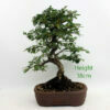 Cotoneaster Flowering Bonsai Tree Number 63 available to buy online from All Things Bonsai Sheffield Yorkshire with free UK delivery