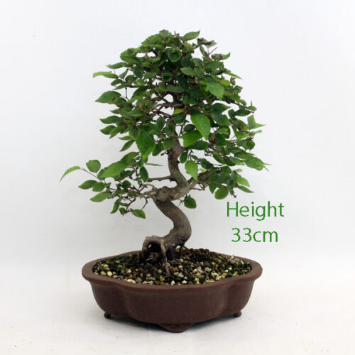 Beech and Hornbeam Bonsai Trees - ALL THINGS BONSAI