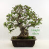 Korean Hornbeam Bonsai Tree Number 102Y available to buy from All Things Bonsai Sheffield Yorkshire with free UK delivery