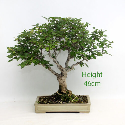 hornbeam bonsai tree Archives - ALL THINGS BONSAI