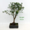Cherry Flowering Bonsai Tree Number 95 available to buy online from All Things Bonsai Sheffield Yorkshire with free UK delivery