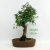 Trident Maple Bonsai Tree Number 39P available to buy from All Things Bonsai Sheffield Yorkshire with free UK delivery