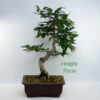Japanese Hornbeam Bonsai Tree Number 43Y available to buy from All Things Bonsai Sheffield Yorkshire with free UK delivery