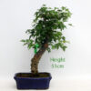 Trident Maple Bonsai Tree Number 37P available to buy from All Things Bonsai Sheffield Yorkshire with free UK delivery