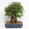 Trident Maple Bonsai Tree Number 41Y available to buy from All Things Bonsai Sheffield Yorkshire UK