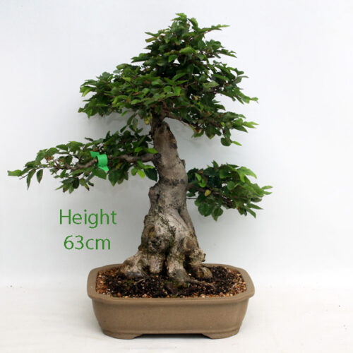 Beech and Hornbeam Bonsai Trees - ALL THINGS BONSAI