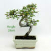 Chinese Elm Bonsai Tree Number 70P available to buy from All Things Bonsai Sheffield Yorkshire with free UK delivery