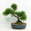Mugo Pine Bonsai Tree Number 95P available to buy from All Things Bonsai Sheffield Yorkshire with free UK delivery