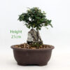 Cotoneaster Flowering Bonsai Tree Number 79Y available to buy from All Things Bonsai Sheffield Yorkshire with free UK delivery