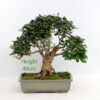 Privet Bonsai Tree Number 78P available to buy from All Things Bonsai Sheffield Yorkshire with free UK delivery