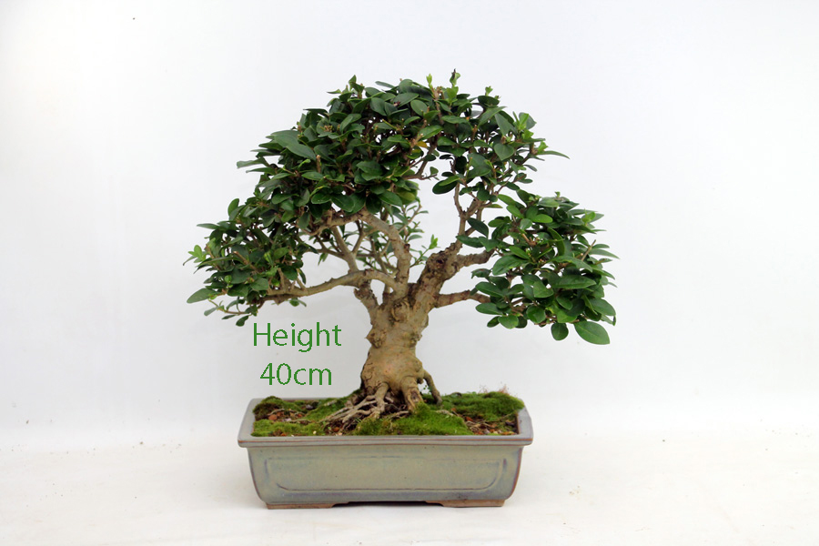 Privet Bonsai Tree Number 78P available to buy from All Things Bonsai Sheffield Yorkshire with free UK delivery