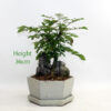 Ash Bonsai Tree on Rock Number 35P available to buy from All Things Bonsai Sheffield Yorkshire with free UK delivery