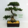 Flowering Bonsai Tree Azalea Kaho Number 6P available to buy from All Things Bonsai Sheffield Yorkshire UK