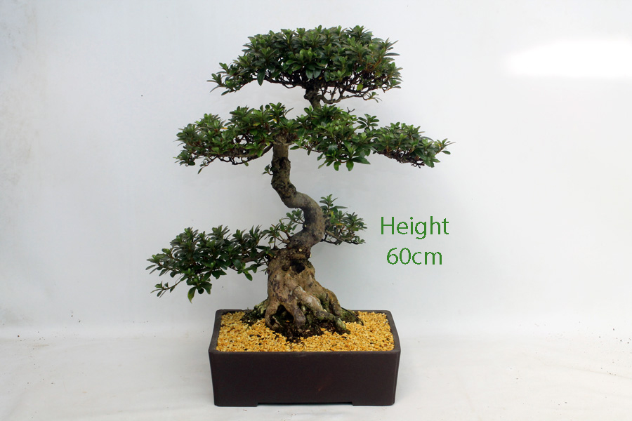 Flowering Bonsai Tree Azalea Kaho Number 6P available to buy from All Things Bonsai Sheffield Yorkshire UK