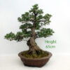 Azalea Flowering Bonsai Tree Number 83P available to buy from All Things Bonsai Sheffield Yorkshire UK