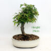 Trident Maple Bonsai Tree Number 7P available to buy from All Things Bonsai Sheffield Yorkshire with free UK delivery