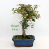 Trident Maple Bonsai Tree Number 73P available to buy from All Things Bonsai Sheffield Yorkshire with free UK delivery