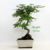 Acer Palmatum Japanese Maple Bonsai Tree Number 44P available to buy from All Things Bonsai Sheffield Yorkshire with free UK delivery