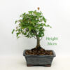 Trident Maple Bonsai Tree Number 80P available to buy from All Things Bonsai Sheffield Yorkshire with free UK delivery