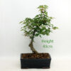 Trident Maple Bonsai Tree Number 101Y available to buy from All Things Bonsai Sheffield Yorkshire with free UK delivery
