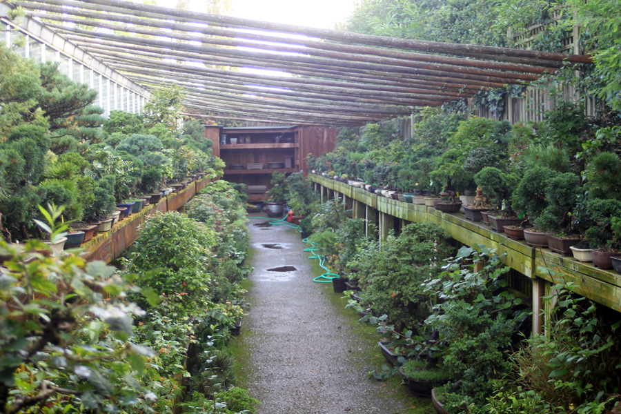 How do you compete? Life as a small bonsai retailer How do you compete? Life as a small bonsai retailer. Bonsai Classes and Workshops Can any tree be a bonsai tree? How much do bonsai trees cost? How to grow outdoor Bonsai Trees in your garden How to start a bonsai tree collection How to water bonsai trees