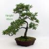 Azalea Flowering Bonsai Tree Number 78P available to buy from All Things Bonsai Sheffield Yorkshire with free UK delivery