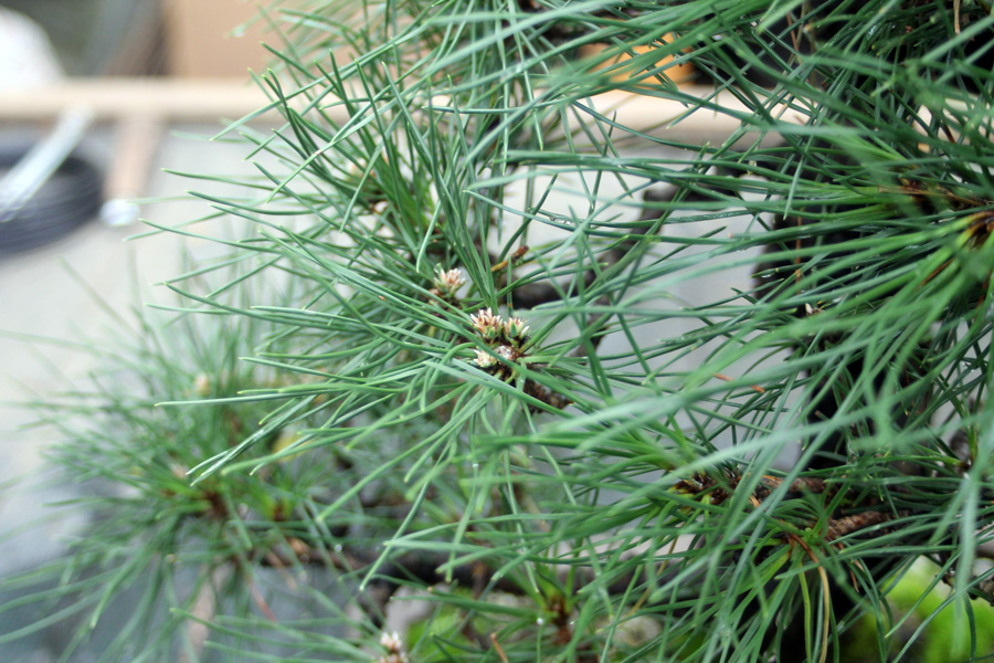 All Things Bonsai black pine bonsai tree care