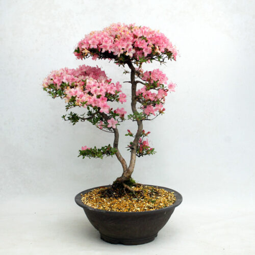 Azalea Bonsai Trees