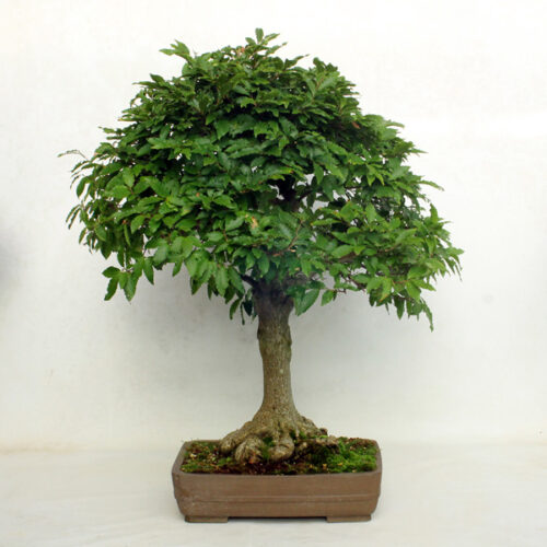 Beech and Hornbeam Bonsai Trees