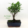 Mini Broom Ficus Indoor Bonsai Tree Gift Set available to buy from All Things Bonsai Sheffield Yorkshire with free UK delivery