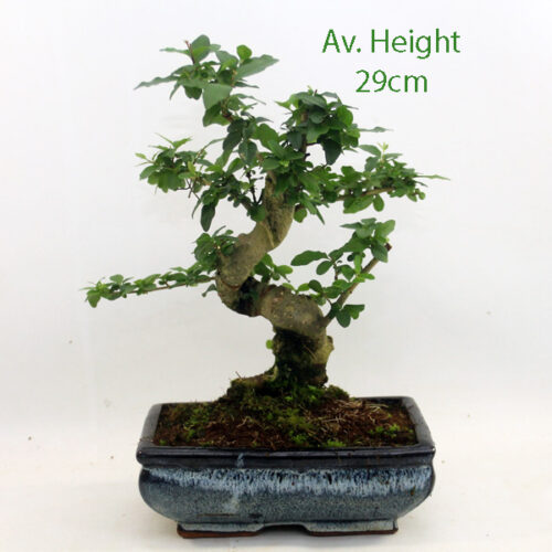 Ligustrum Bonsai Tree available to buy from All Things Bonsai Sheffield Yorkshire with free UK delivery