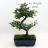 Sageretia Bonsai Tree 15cm Pot available to buy from All Things Bonsai Sheffield Yorkshire with free UK delivery