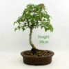 Trident Maple Bonsai Tree Number 94P available to buy from All Things Bonsai Sheffield Yorkshire with free UK delivery
