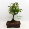 Trident Maple Bonsai Tree Number 89P available to buy from All Things Bonsai Sheffield Yorkshire with free UK delivery
