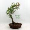 Trident Maple Bonsai Tree Number 85P available to buy from All Things Bonsai Sheffield Yorkshire with free UK delivery