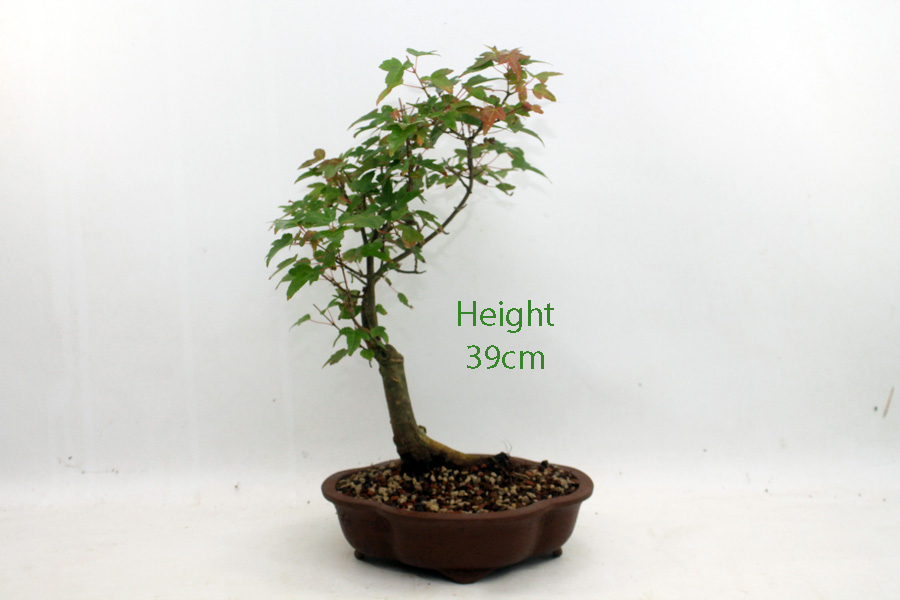 Trident Maple Bonsai Tree Number 85P available to buy from All Things Bonsai Sheffield Yorkshire with free UK delivery Trident Maple Bonsai Tree Number 85P available to buy from All Things Bonsai Sheffield Yorkshire with free UK delivery
