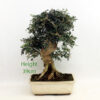 Mediterranean Ash Bonsai Tree number 77P available to buy from All Things Bonsai Sheffield Yorkshire with free UK delivery