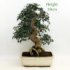 Mediterranean Ash Bonsai Tree number 80P available to buy from All Things Bonsai Sheffield Yorkshire with free UK delivery