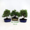 Aleppo Pine Bonsai Tree 9 Year available to buy from All Things Bonsai Sheffield Yorkshire with free UK delivery