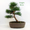 Scots Pine Bonsai Tree Number 68P available to buy from All Things Bonsai Sheffield Yorkshire with free UK delivery