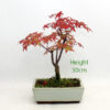 Acer Palmatum Deshojo Japanese Maple Bonsai Tree Number 71P available to buy from All Things Bonsai Sheffield Yorkshire with free UK delivery