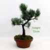 Japanese White Pine Bonsai Tree Part Trained Number 25P available to buy from All Things Bonsai Sheffield Yorkshire with free UK delivery