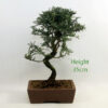 Seiju Elm Bonsai Tree Number 2Y available to buy from All Things Bonsai Sheffield Yorkshire with free UK delivery