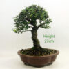 Cork Bark Chinese Elm Bonsai Tree Number 1P available to buy from All Things Bonsai Sheffield Yorkshire with free UK delivery