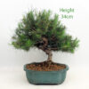 Aleppo Pine Bonsai Tree Number 60B available to buy from All Things Bonsai Sheffield Yorkshire with free UK delivery
