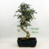 Mediterranean Ash Bonsai Tree number 21P available to buy from All Things Bonsai Sheffield Yorkshire with free UK delivery