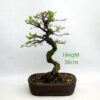 Seiju Elm Bonsai Tree Number 87P available to buy online from All Things Bonsai Sheffield Yorkshire with free UK delivery