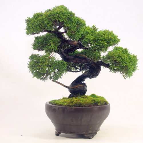 Juniper Bonsai Trees